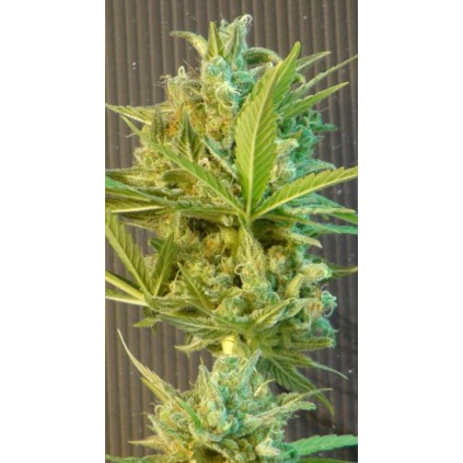 Sativa Auto Mix Kannabia Seeds 