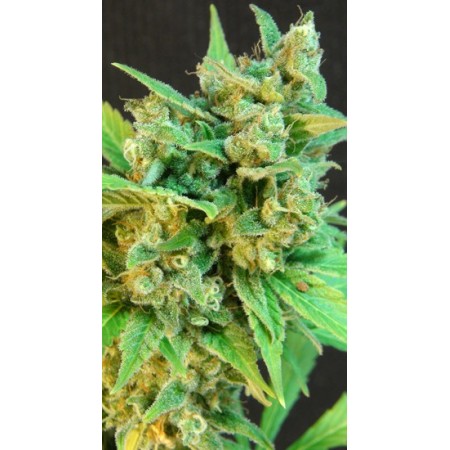 Sativa Auto Mix Kannabia Seeds 