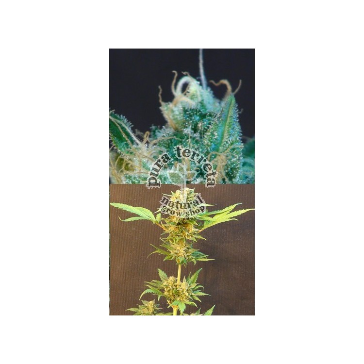 Classic Auto Mix Kannabia Seeds 