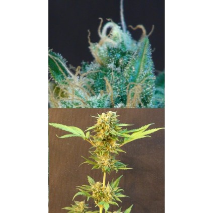 Classic Auto Mix Kannabia Seeds 