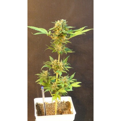 Classic Auto Mix Kannabia Seeds 