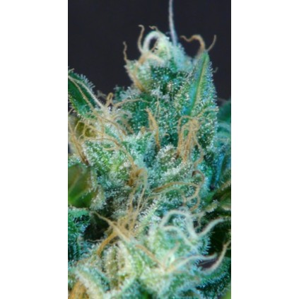 Classic Auto Mix Kannabia Seeds 