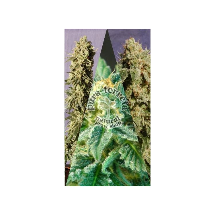 Flamenco Mix Kannabia Seeds  
