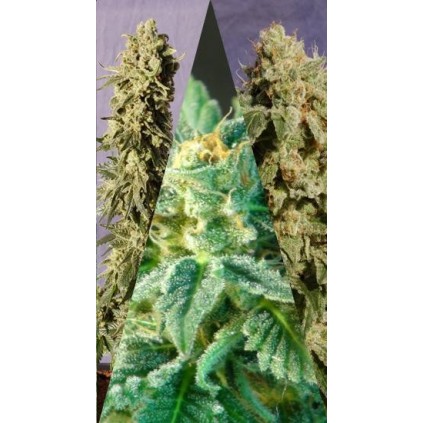 Flamenco Mix Kannabia Seeds  