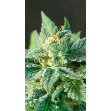 Flamenco Mix Kannabia Seeds  