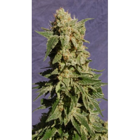 Flamenco Mix Kannabia Seeds  