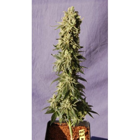 Flamenco Mix Kannabia Seeds  