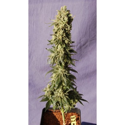 Flamenco Mix Kannabia Seeds  