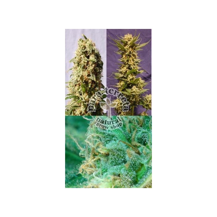 Guerrilla Mix Kannabia Seeds  