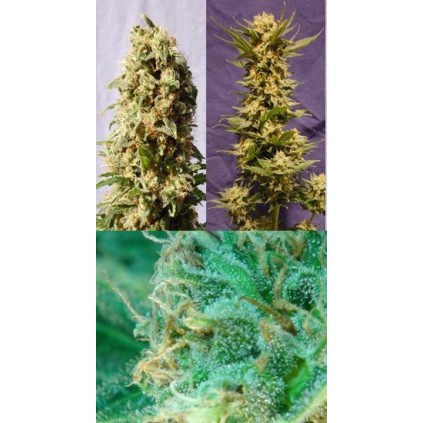 Guerrilla Mix Kannabia Seeds  