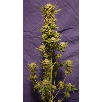 Guerrilla Mix Kannabia Seeds  