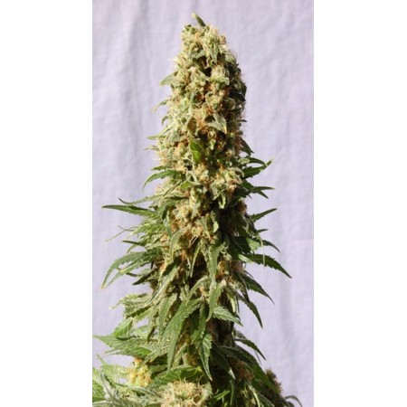 Guerrilla Mix Kannabia Seeds  