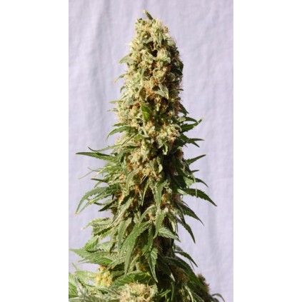 Guerrilla Mix Kannabia Seeds  