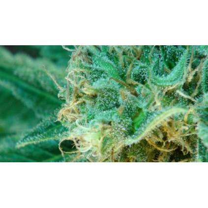 Guerrilla Mix Kannabia Seeds  
