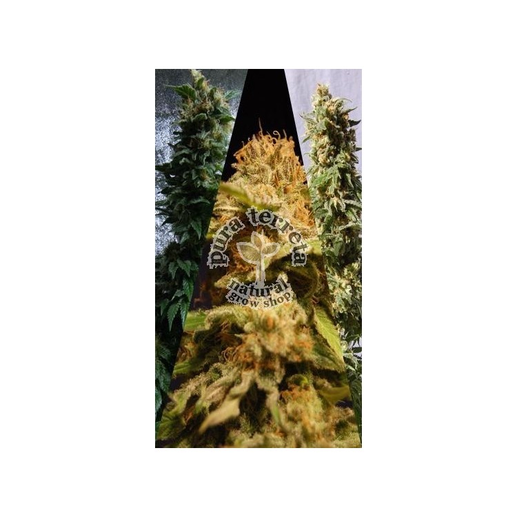 Outdoor Mix Kannabia Seeds  