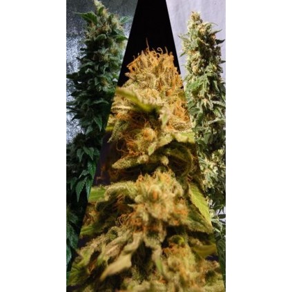 Outdoor Mix Kannabia Seeds  