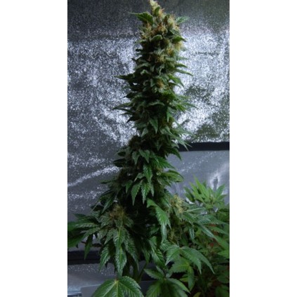 Outdoor Mix Kannabia Seeds  