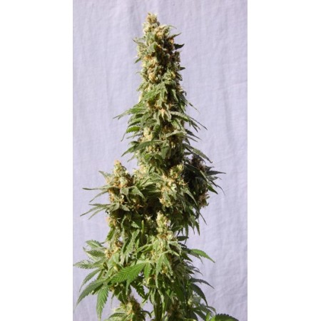 Outdoor Mix Kannabia Seeds  