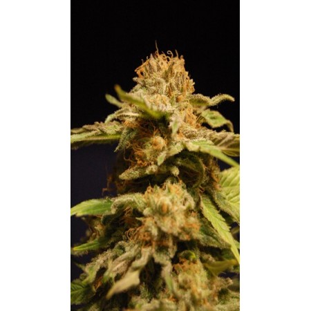 Outdoor Mix Kannabia Seeds  
