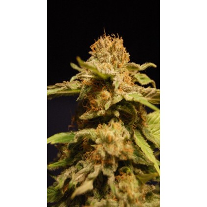 Outdoor Mix Kannabia Seeds  