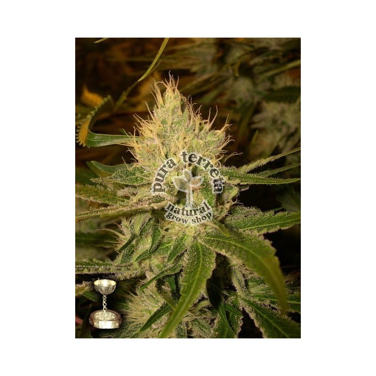 Cannalope Haze DNA Genetics 