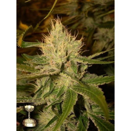 Cannalope Haze DNA Genetics 
