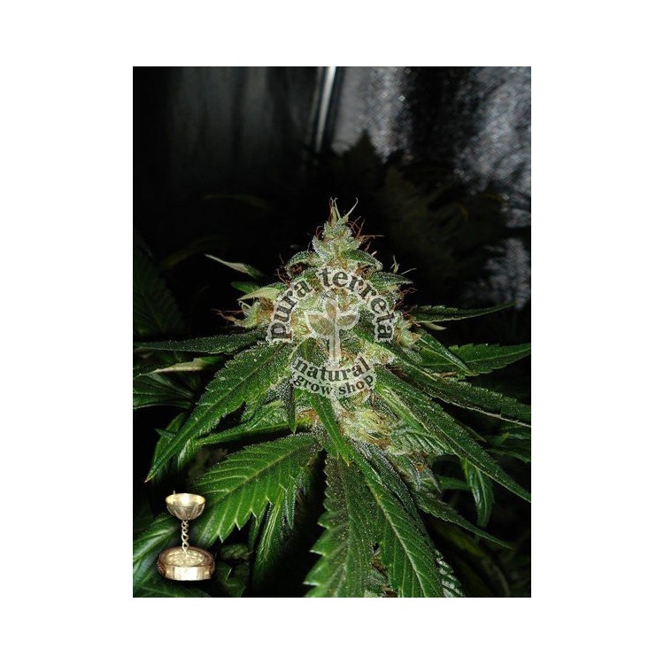 Connie Chung DNA Genetics 