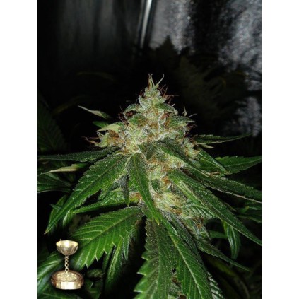 Connie Chung DNA Genetics 