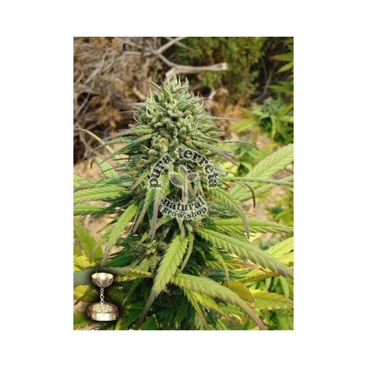 Kandy Kush DNA Genetics 