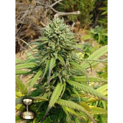Kandy Kush DNA Genetics 
