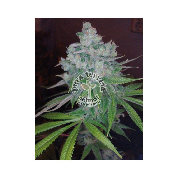 Kandy Kush X Skunk DNA Genetics 