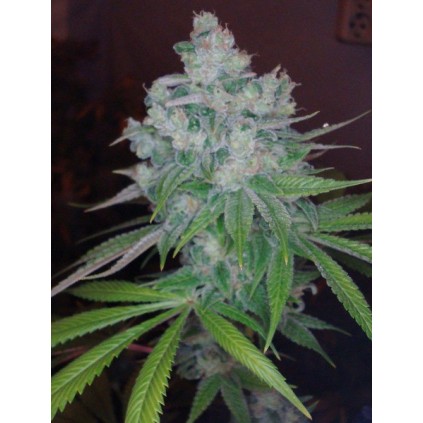 Kandy Kush X Skunk DNA Genetics 
