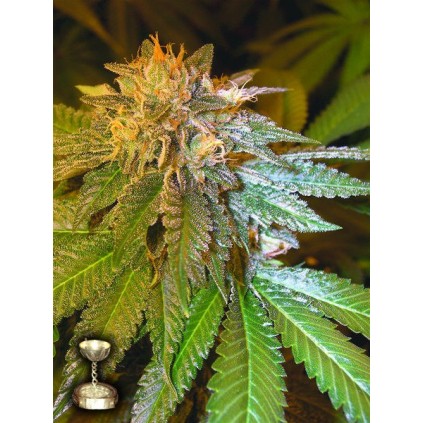 LA Confidential DNA Genetics 