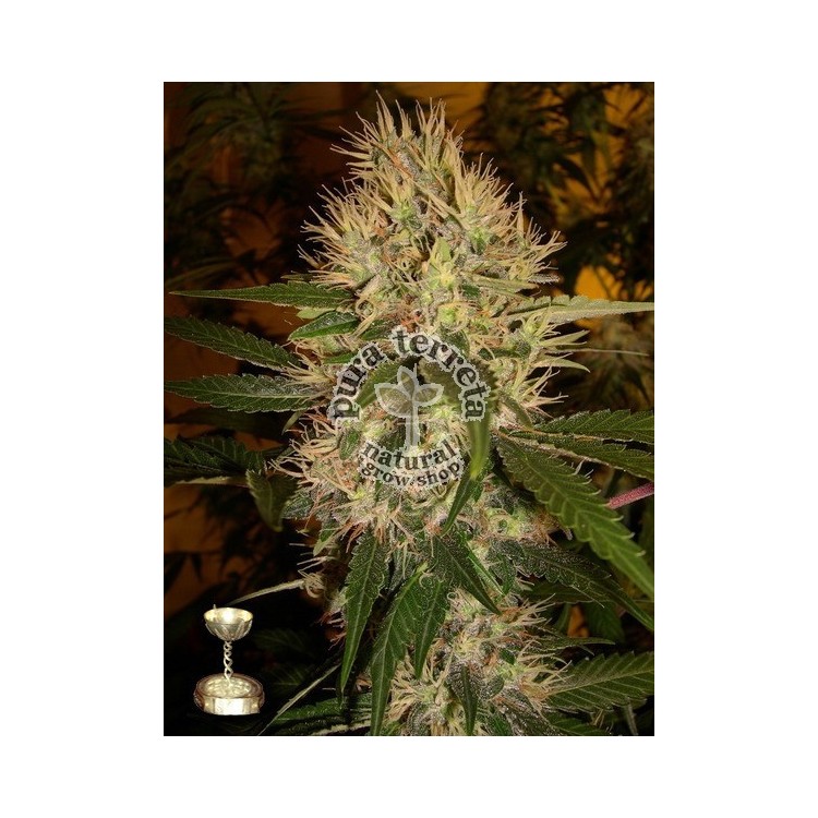 Martian Mean Green DNA Genetics 