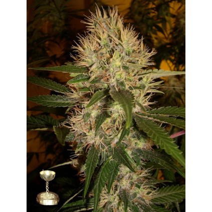 Martian Mean Green DNA Genetics 