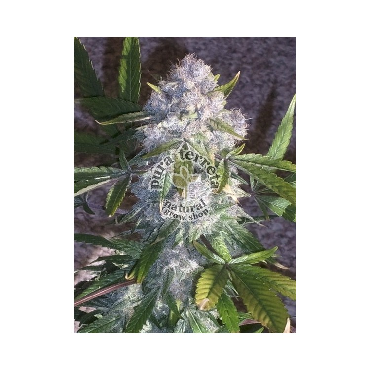 Purple Wreck DNA Genetics 