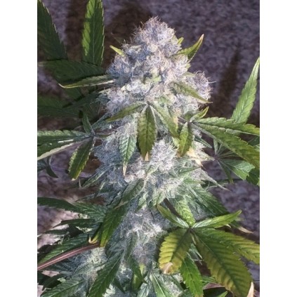 Purple Wreck DNA Genetics 