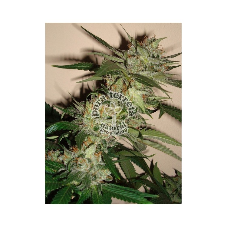Sleestack x Skunk DNA Genetics 