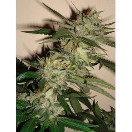 Sleestack x Skunk DNA Genetics 