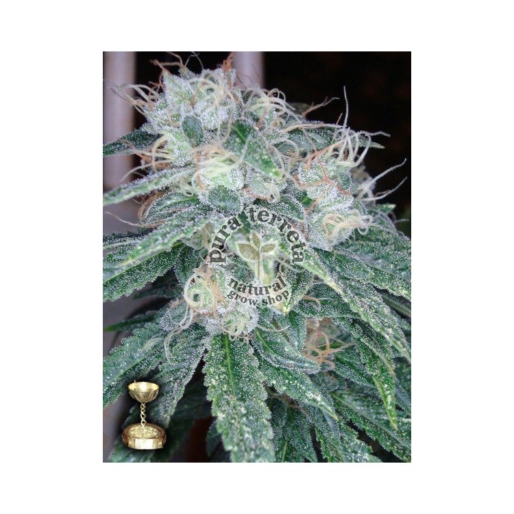 Sour Diesel DNA Genetics 