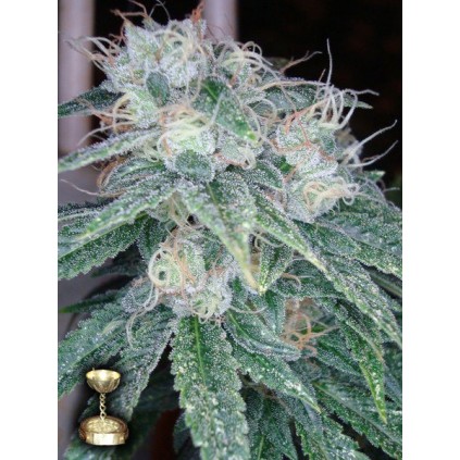 Sour Diesel DNA Genetics 