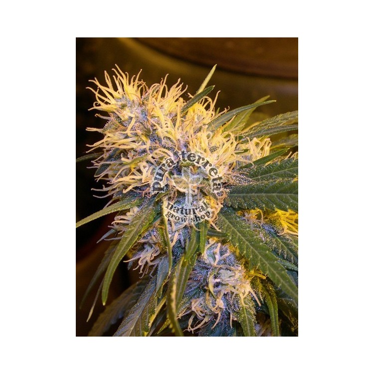 Super Cannalope DNA Genetics 