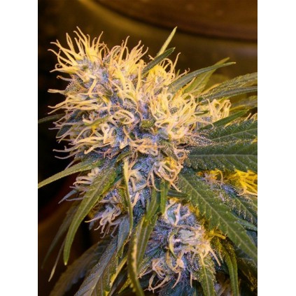 Super Cannalope DNA Genetics 
