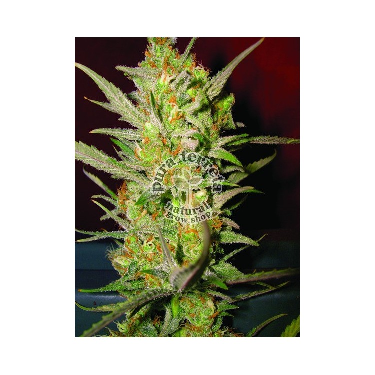 Sweet Haze DNA Genetics 