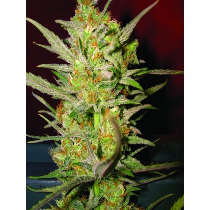 Sweet Haze DNA Genetics 