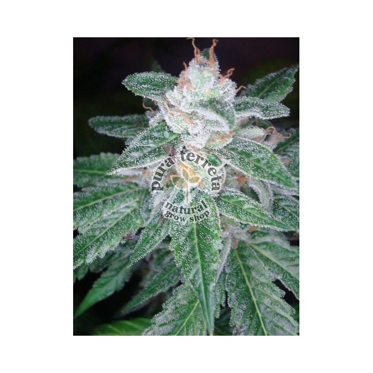 The OG 18 x Skunk DNA Genetics 