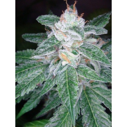 The OG 18 x Skunk DNA Genetics 