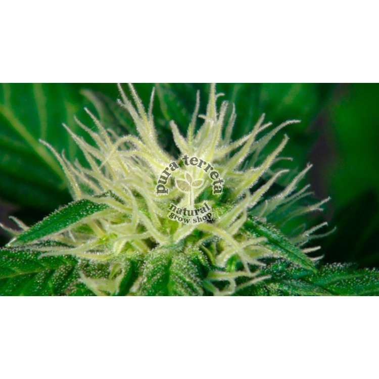 Hobbit Auto Kannabia Seeds 