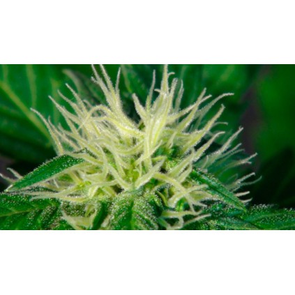 Hobbit Auto Kannabia Seeds 