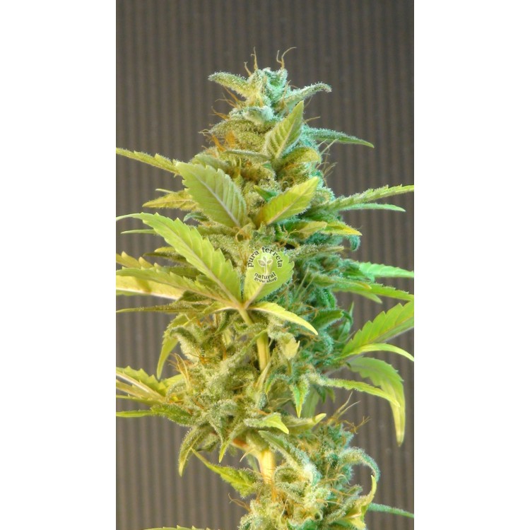 Mikromachine Auto Kannabia Seeds 
